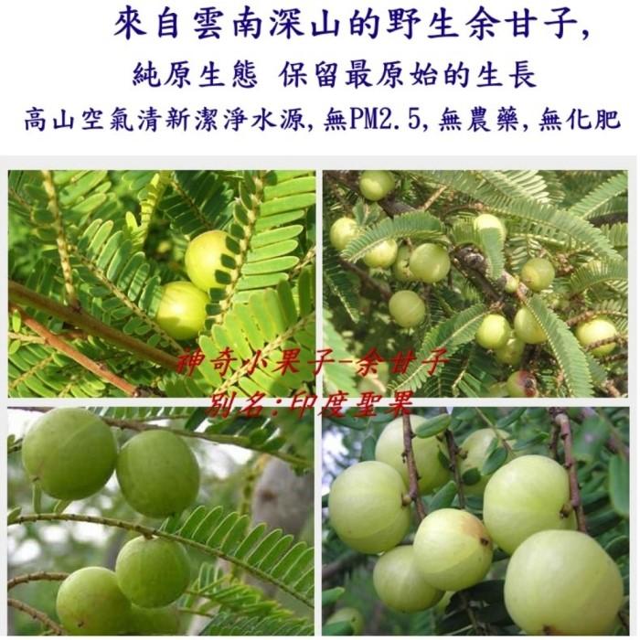 非絲比-印度聖果 余甘子(油甘)鮮果粉(100g)產品資訊