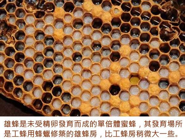 湧鵬生技-黃金雄蜂寶(60粒)產品資訊
