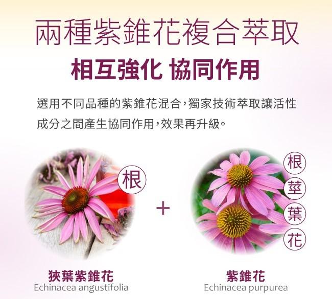 e10909002-03-Lovita愛維他紫錐花草本強護滴液