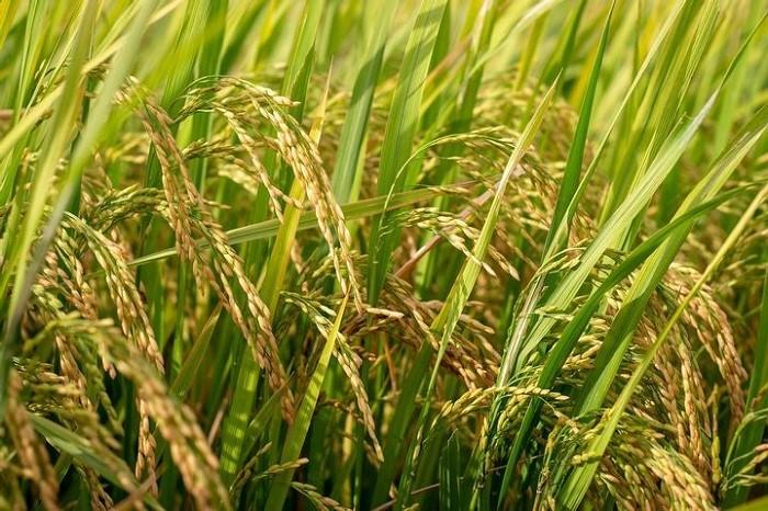 弘茂生技-康絡米糠原素複方 Co.Rice(60粒)產品資訊
