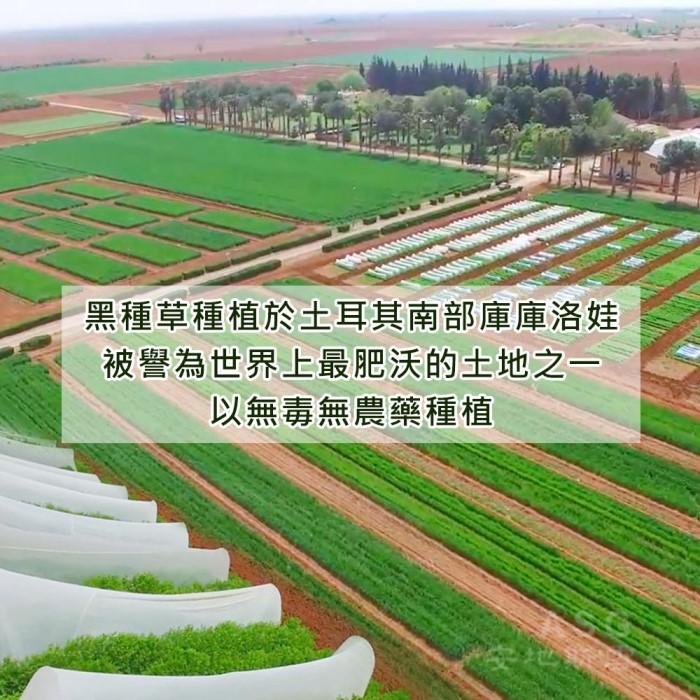 愛善那-純黑種草油膠囊(60粒)產品資訊