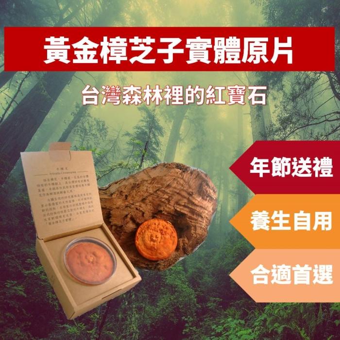 黃金樟芝-子實體原片禮盒產品資訊