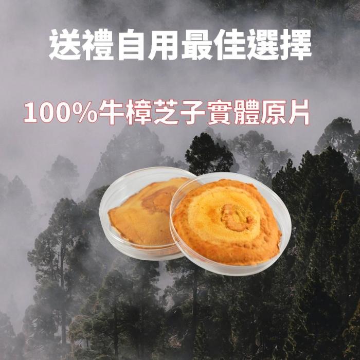 黃金樟芝-子實體原片禮盒產品資訊