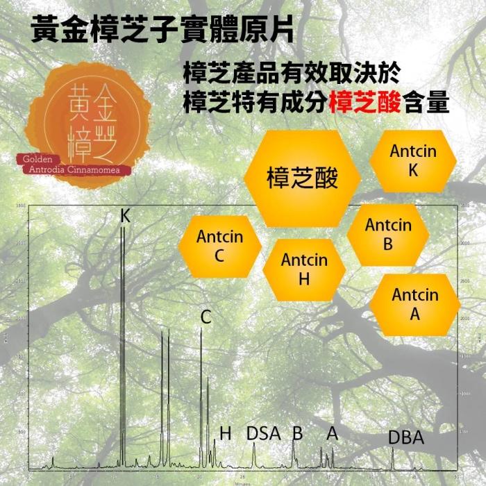 黃金樟芝-子實體原片禮盒產品資訊