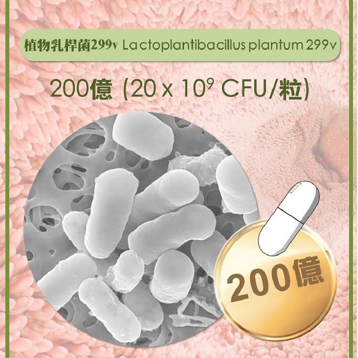 Probioticare 益定寧-299常樂益生菌(膠囊)產品資訊