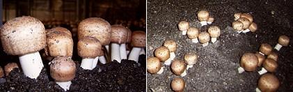 華研生技-巴西蘑菇膠囊(子實體+菌絲體)120粒產品資訊